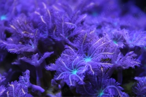 Clavularia Tricolor Koralle