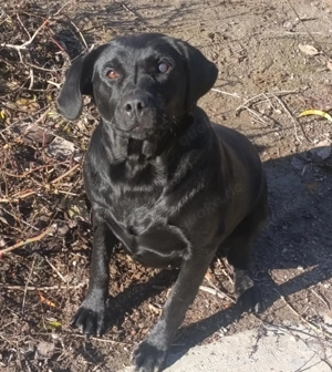 Schwarzes Labbi Mädchen Lilly   ist einfach ein großer Schatz