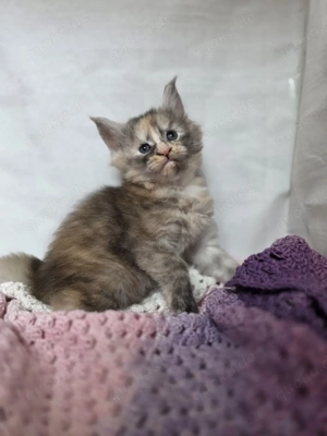 Kitten Maine Coon mit Stammbaum 