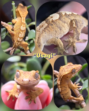 0.0.1 Correlophus ciliatus Kronengecko "Usagi"