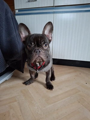 Französische Bulldogge Rüde 8 Monate sucht neues zuhause Kinderlieb, Stubenrein 