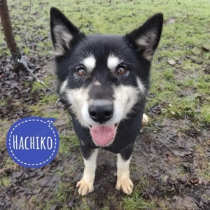 Hachiko, wunderschöner Polarmix, Akito, Husky, Schäferhund