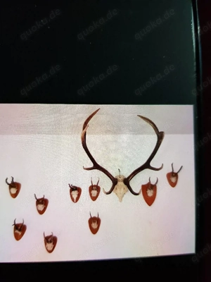 Geweih Rehböcke und Hirschgeweih