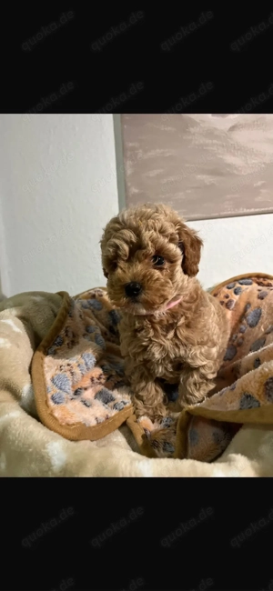 Toypudel welpe sucht ein neues Zuhause