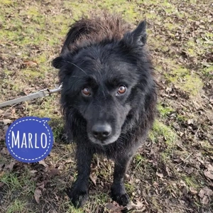 Marlo, junger und wunderhübscher Mudi Kroatischer Schäferhund Mix