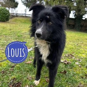 Louis, junger und katzenverträglicher Border Collie Mix