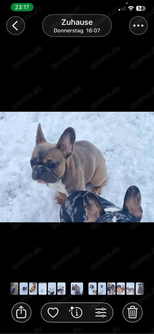 Französische Bulldoggen Mädchen