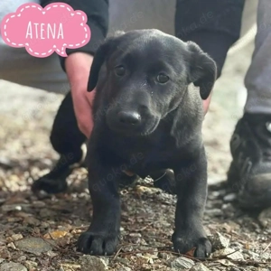 Atena, wundersüßes Welpenmädchen