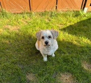 Deckrüde Malteser Shih-Tzu mix