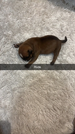 Staffordshire Bullterrier Welpe