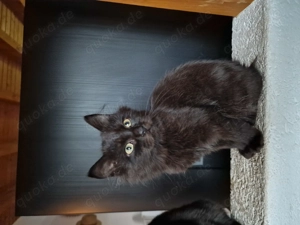  Maine-Coon-Mix Kitten suchen liebevolles Zuhause 