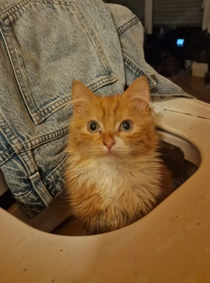  Maine-Coon-Mix Kitten suchen liebevolles Zuhause 