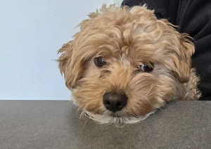 Maltipoo Wurfankündigung