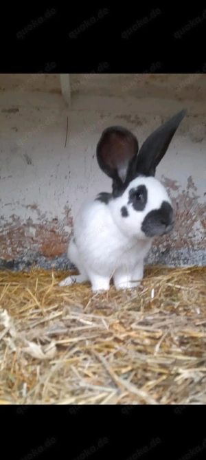 Deutsche Riesenschecken  Reinrassig inBlau Rammler