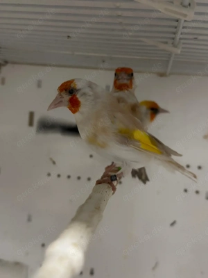 ich verkaufe Steglitz Vogel weiblich 