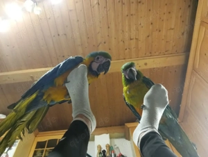 hybridara Weibchen Bild 3