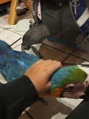 hybridara Weibchen Bild 4