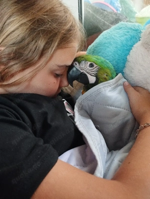 hybridara Weibchen Bild 5