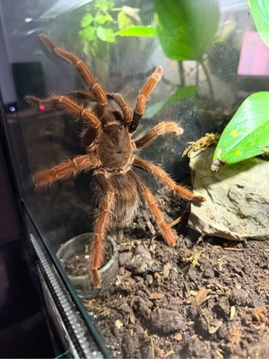 sericopelma chiriqui 0.1 Vogelspinne