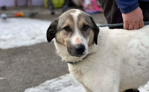  Scheuer Rupi sucht sicheres Zuhause