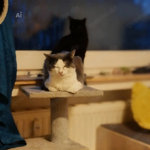 liebevollen Kater 1,5 Jahre 