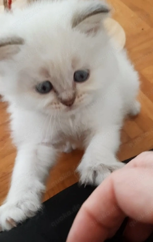 Heilige Birma mix BLH Kitten