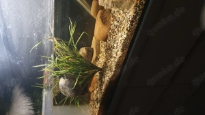 Moschusschildkröte (weiblich)