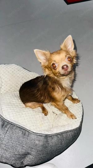 chihuahua hündin 