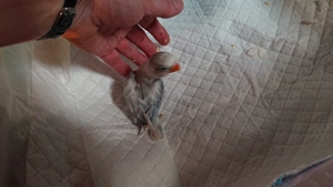 Handzahme, Unzertrennliche, Agaporniden, Pfirsichköpfchen 