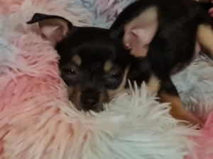 Chihuahua Mädel, reinrassig 