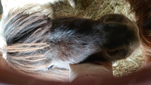 Minishetty Hengst 3 1 2 Jahre, superlieb 