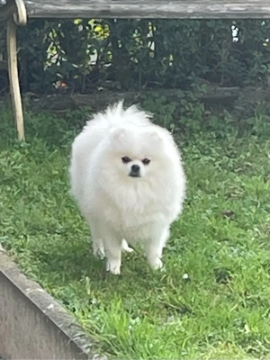 Pomeranian Zwergspitz 