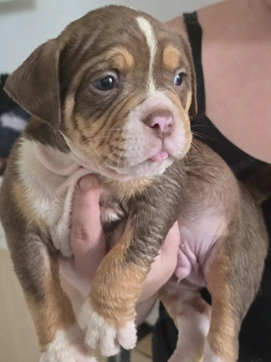 Old Englische Bulldogge 