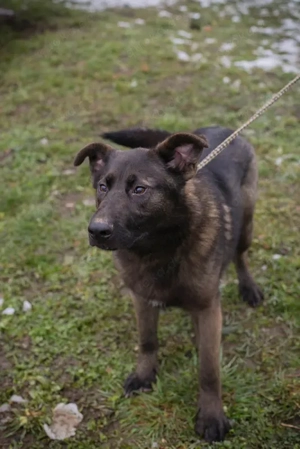*TITUS* Ich bin lieb, fröhlich, aktiv und verspielt, sozial zu Menschen und meinen Artgenossen