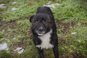 *SMOKIE* Ich bin lieb und freundlich, aktiv, leinenführig und sozial zu meinen Artgenossen