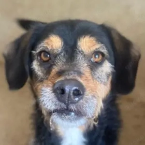 Gustavio, geb. ca. 01 2023, lebt in GRIECHENLAND, im städt. Tierheim Serres