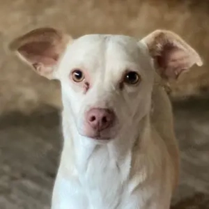 Newton, geb. ca. 01 2025, lebt in GRIECHENLAND, auf einer privaten Pflegestelle