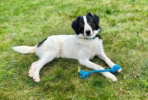 Mischling Milo - kinderlieber Kuschelbär und perfekter Zweithund