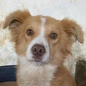 Novalis, geb. ca. 07 2023, lebt in GRIECHENLAND, auf einer privaten Pflegestelle