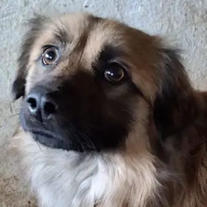 Rustie, geb. ca. 01 2023, lebt in GRIECHENLAND, auf einer privaten Pflegestelle