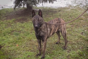 *FILOU* - Der Rüde ist sehr zugänglich und lieb. Er braucht Beschäftigung und Auslastung 
