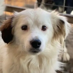 Voddi, geb. ca. 01 2025, lebt in GRIECHENLAND, im städt. Tierheim Serres