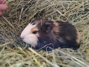 Meerschweinchen Glatthaar Damen Weibchen 8 Wochen 