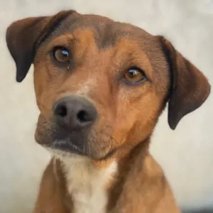 Falk, geb. ca. 02 2024, lebt in GRIECHENLAND, auf einer privaten Pflegestelle