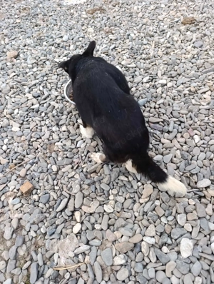 Doinela sucht dringend ein Zuhause Bild 8