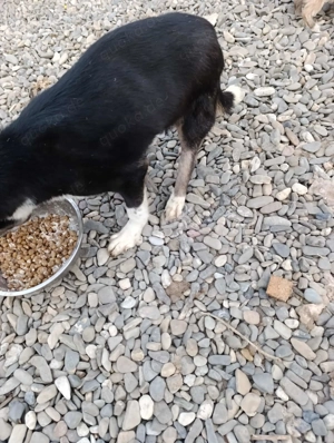 Doinela sucht dringend ein Zuhause Bild 7