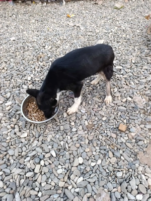 Doinela sucht dringend ein Zuhause Bild 9