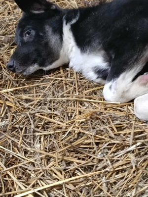 Doinela sucht dringend ein Zuhause Bild 6