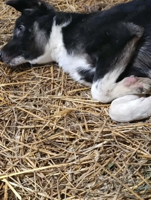 Doinela sucht dringend ein Zuhause Bild 5