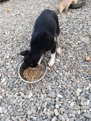 Doinela sucht dringend ein Zuhause Bild 10